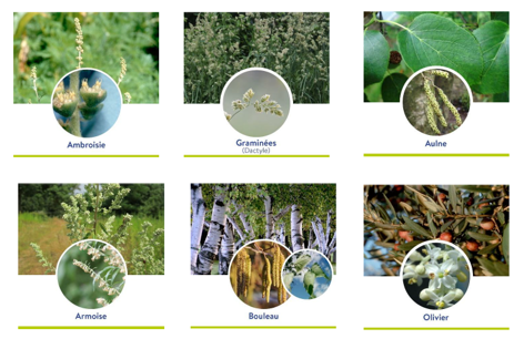 image pollens de la fédé atmo