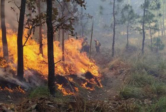 Incendie forêt dans le VAR