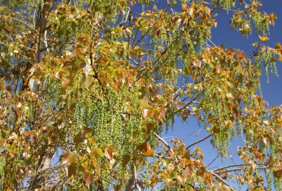Photo arbre pollen