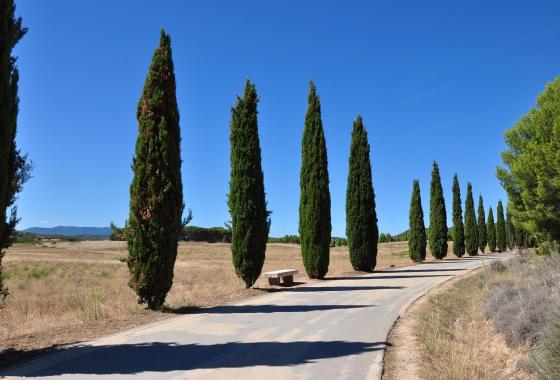 Cyprès
