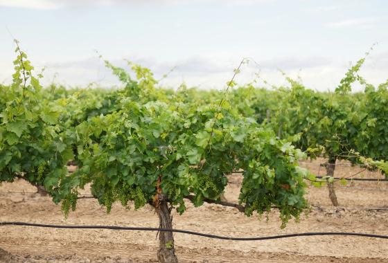 PestiRiv viticulture région Sud