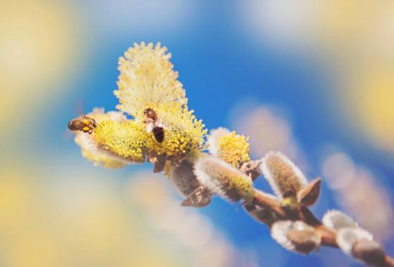 pollens