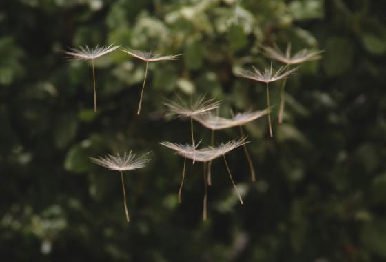 pollens