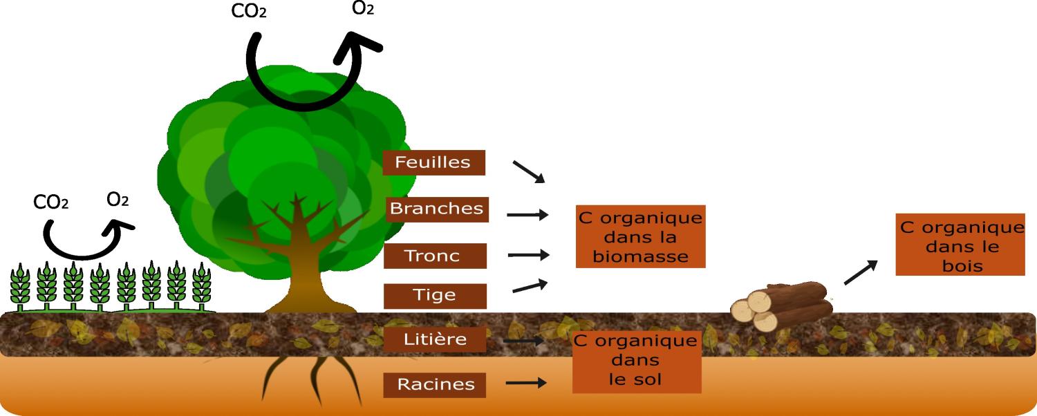 Séquestration du carbone dans les différents réservoirs associés à l’utilisation des sols et l’agroforesterie