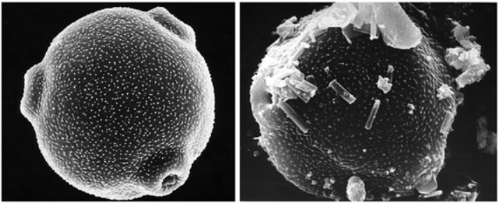 Pollen altéré par la pollution atmosphérique