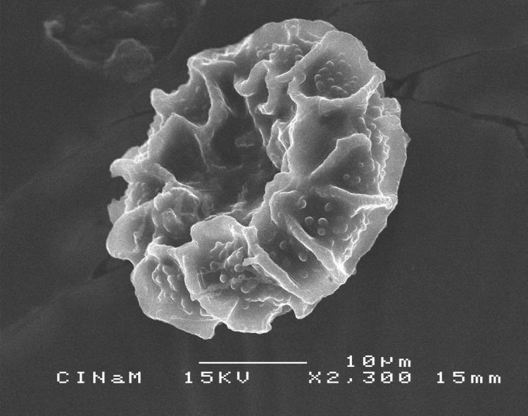 Pollen de Bougainvillier