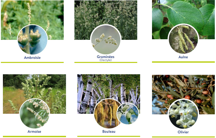 Espèces surveillées - nouvel indice pollens
