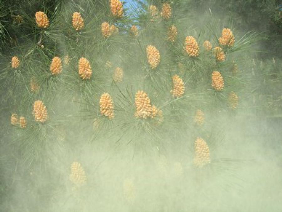 pollen