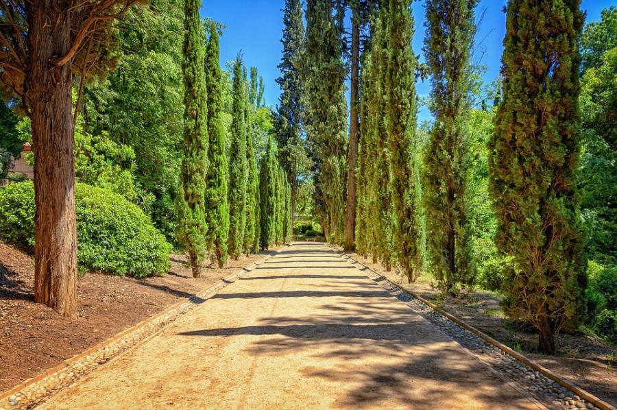 allée au milieu d'arbres