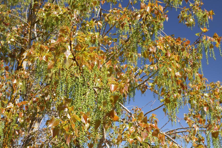 Photo arbre pollen