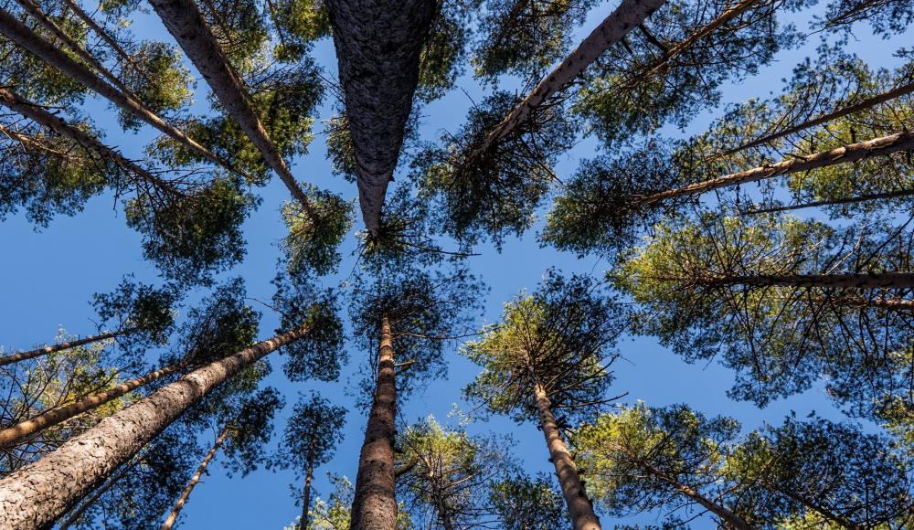 arbres en forêt en contreplongée