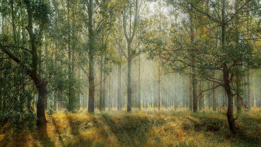 foret