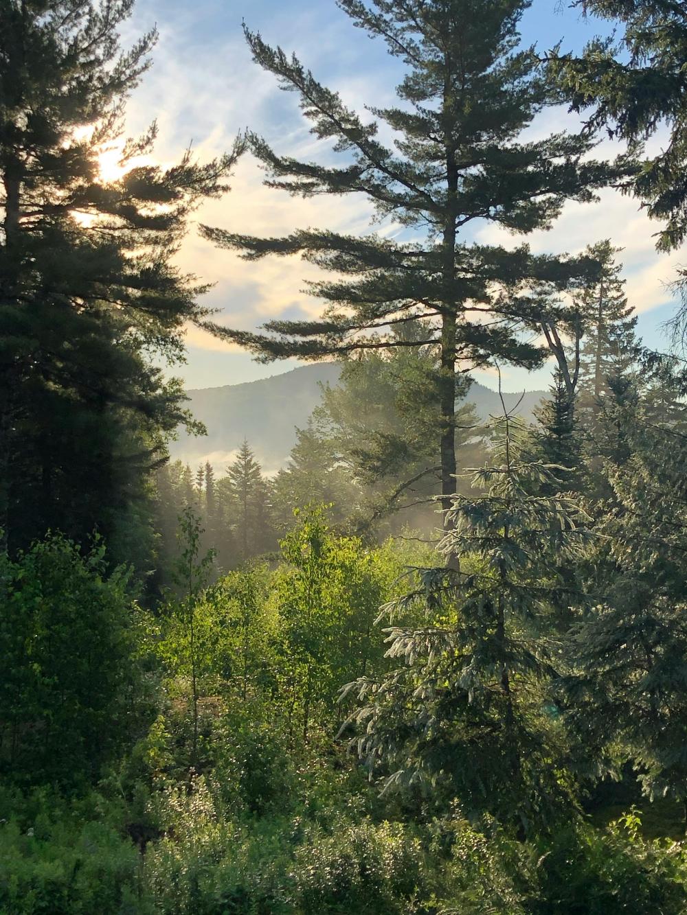 forêt et arbres