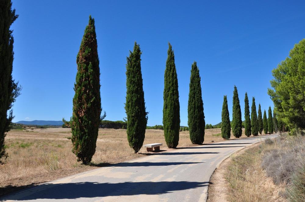 Cyprès