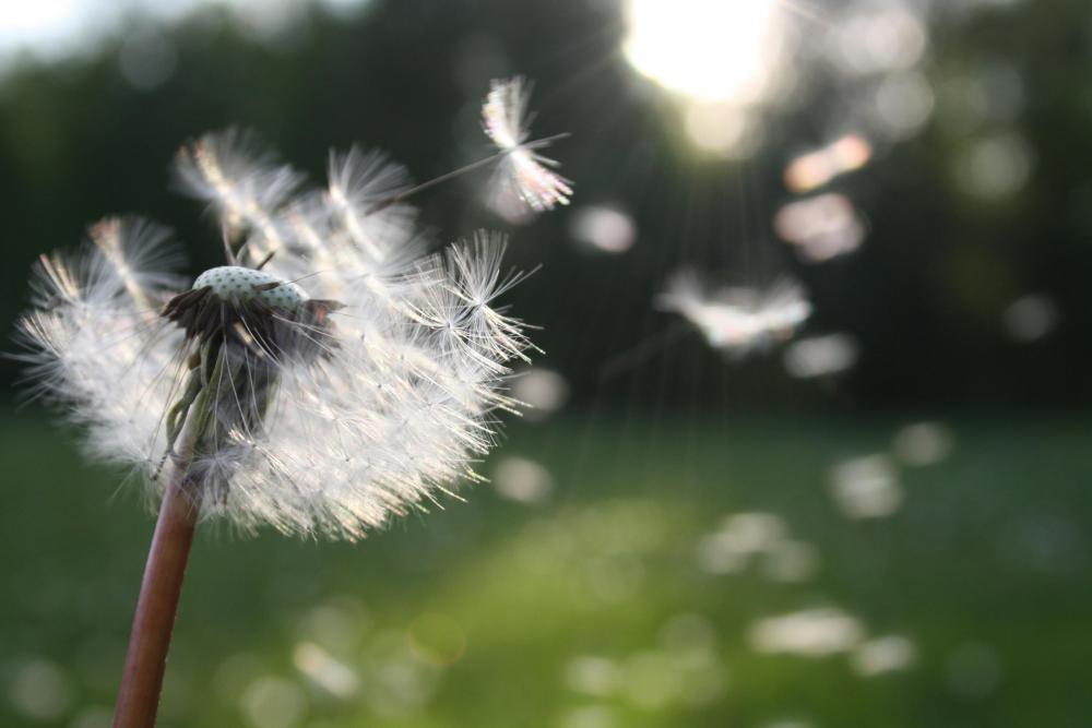 Pollens