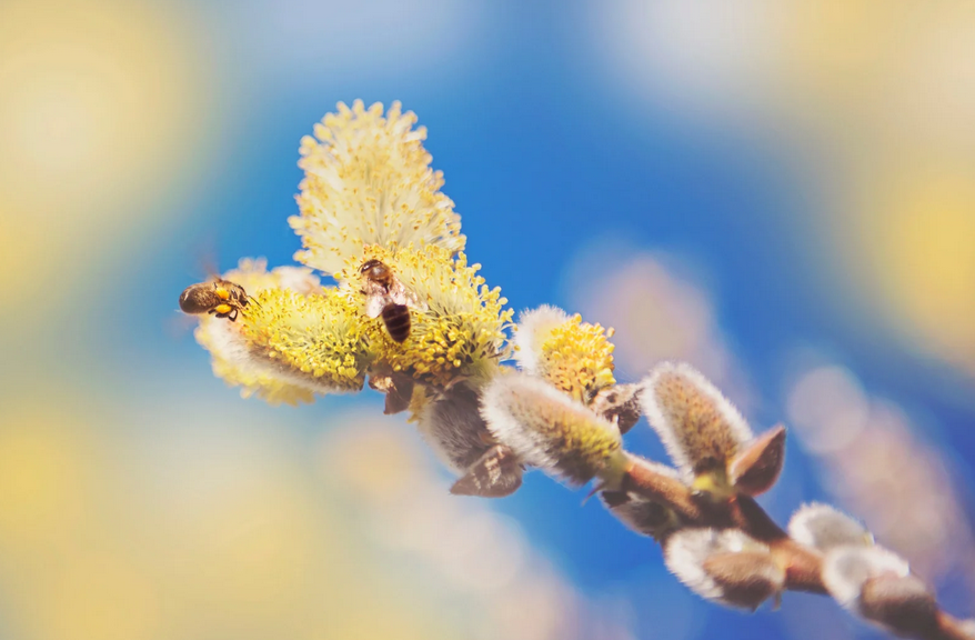 pollens