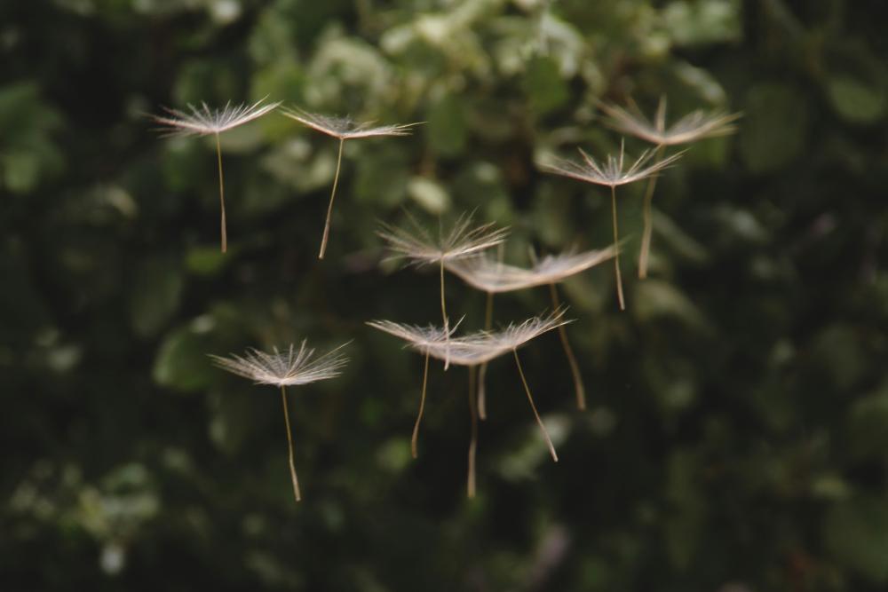pollens