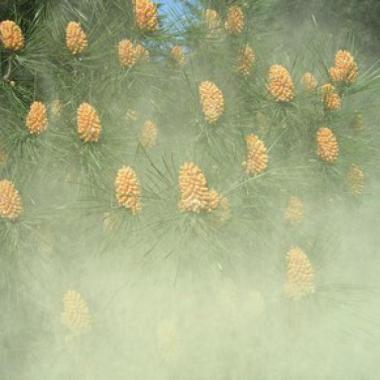 pollen_2019