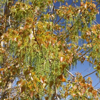 Photo arbre pollen