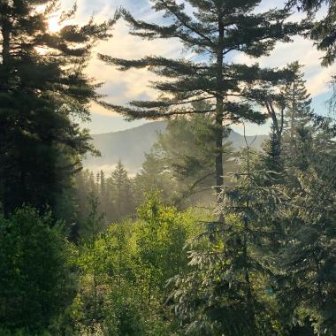 forêt et arbres