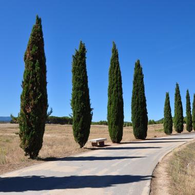 Cyprès