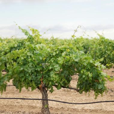 PestiRiv viticulture région Sud