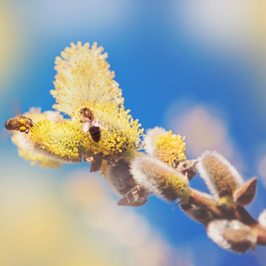 pollens