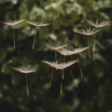 pollens